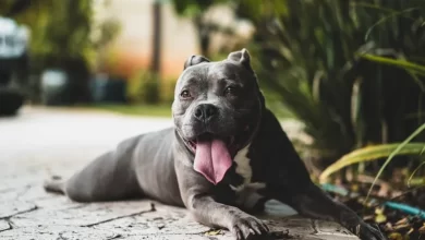 Types Of Dogs And The Best Home Breeds