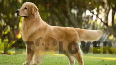 Golden Retriever Dog Breed Information