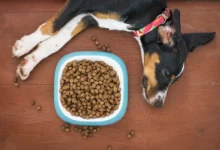 People Foods To Avoid Feeding Your Pets