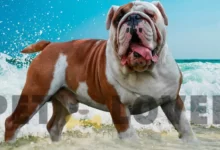 bulldog-dog-breed-information